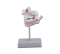 Gima 40206 - Modelo de dentadura juvenil, paquete de 1 unidad