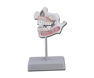 Gima 40206 - Modelo de dentadura juvenil, paquete de 1 unidad