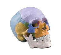 GIMA Modelo anatómico Calavera Multicolor de Vitruvio, 1 x, desmontable en 3 partes, para estudiantes, Universidad, didáctica
