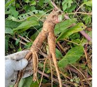 ginseng orgánicas cubrir el suelo ginseng de cocina de jardín Balcón con jardín interior sostenibles resistentes en macetas cultivo 60semillas