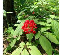 ginseng silvestres raras de Panax ginseng decoraciones de otoño, verdes cultivo jardín jardín rocas interior purificadoras aire 400semillas
