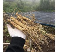 ginseng silvestres raras de Panax ginseng semillas de paras interior jardín, oficina interior medicinales purificadoras aire Balcón con 500semillas