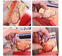 GIQKDZNUO Herramienta de Aprendizaje Educación 4D-Vision Modelo anatómico de Piel Humana - Modelo de Piel Humana - Estructura de la Piel Humana y órganos Modelo de anatomía Modelo de Esqueleto