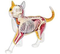 GIQKDZNUO Modelo de anatomía Felina - Órganos Desmontables, 28 Piezas, Esqueleto de Gato - Modelo de anatomía médica - Material didáctico para la educación médica