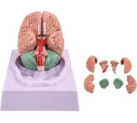 GIQKDZNUO Modelo de Cerebro Humano de 8 Partes a tamaño Real, Modelo Cerebral para neurociencia, arterias codificadas por Colores, Modelo anatómico para enseñanza del Cerebro.