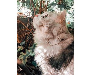 Girafus / Localizador Gatos Perros/Sin Suscripción/con Ondas De Radio- No GPS/Rastreador Mini De Mascotas Gato Perro/para El Collar/Gatos Pequeños/Alcance: hasta 500 Metros