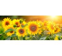 Girasol Diamond Painting Adultos, DIY 5D Pintura de Diamante Flor Manualidades Niños, Diamond Painting Kit Completo Pintura Diamante Punto de Cruz para Decoracion Hogar Regalos Mujer 90x40cm xg-224