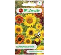 Girasol ornamental alto, mezcla individual