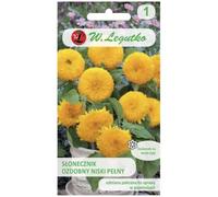 Girasol ornamental bajo, lleno, amarillo dorado Teddy Bear