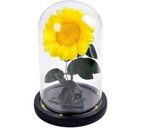 Girasoles eternos Flores de sol preservadas Lámpara de flores LED en cúpula de vidrio Decoración del hogar Regalo para aniversario Cumpleaños Navidad 1 pieza Amarillo (Tamaño: con luz LED) (Sin luz