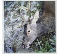 Girls in Hawaii - Plan Your Escape