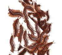 Gissroys Paquete de 100 escarabajos de cuerda de Halloween juguetes realistas cucarachas apoyos decoración festival para suministros de fiesta gags y chistes cucarachas realistas