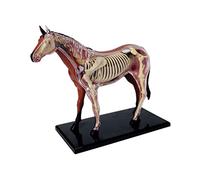 Giuneuow Modelo de AnatomíA de óRganos de Animales Juguete de Ensamblaje de Inteligencia de Caballo 4D Modelo de AnatomíA para EnseñAnza, Aparatos de Populares DIY