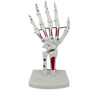 Giuneuow Modelo de Mano Esquelética, Modelo de Articulación de Mano, con Muñeca, Cúbito, Huesos de Mano con Bisagras, Modelo de Músculos de Anatomía de Huesos Palmares
