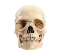 Giwnhvx Modelo de Cuerpo Humano de Cráneo Modelo Educativo Cráneo 1: 2 para Estudiantes Estudiantes Enseñanza Modelo De Montaje Fácil De Usar Color Primario