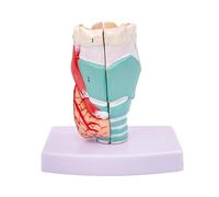 Giwnhvx Modelo de garganta , modelo de garganta anatómicamente preciso, visualización de aprendizaje de anatomía en el aula, modelo de enseñanza