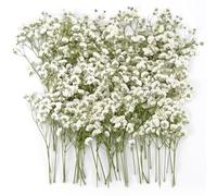 GKZB Flores Secas Naturales Gypsophila Paniculata 100 Piezas Flores Prensadas Flores Secas Manualidades Flores Secas Prensadas Flores Secas Pequeñas para Resina Álbumes de Recortes de Bricolaje