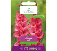 Gladiolo Atilla rosa, 5 unidades.