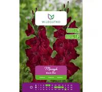 Gladiolo Black Star burdeos, 5 unidades.