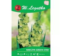 Gladiolo Green Star verde, 5 unidades.