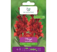 Gladiolo King Redbad rojo, 5 unidades.