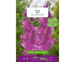 Gladiolo Kingston Frizzle rosa, 5 unidades.