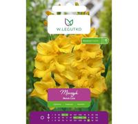 Gladiolo Nova Lux amarillo, 5 unidades.