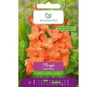 Gladiolo Peter Pears salmón 5 unidades.