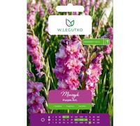 Gladiolo Purple Art. violeta, 5 unidades.