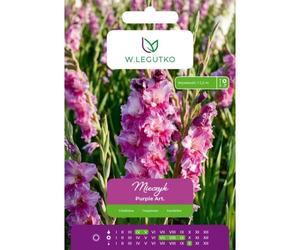 Gladiolo Purple Art. violeta, 5 unidades.