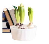 Glass Bulb Forcing Vase - Hydroponic Planter for Hyacinths and Narcissus, Modern Windowsill Flower Container, Transparent Water Growing Station, Botanical Decor for Kitchen & Bedroom
