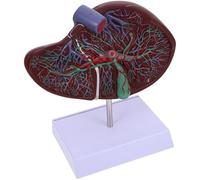 GLEAVI Modelo Anatómico Médico del Hígado Humano con Base Plástico Resistente Tamaño Ampliado para Enseñanza de Anatomía y Fisiología Escuelas y Facultades de Medicina