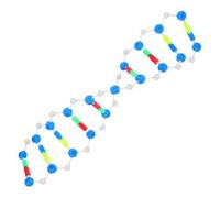 GLEAVI Modelo Molecular para La Clase De Biología. Modelo De Estructura del ADN para Genética Y Bioquímica. Proyectos Escolares Y De Feria De Ciencias.
