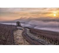 GLHUIOZ Puzzle 1000 Piezas | Rompecabezas | Puzzle dificiles para Adultos | Francia,Alsacia,Vignes,75x50cm