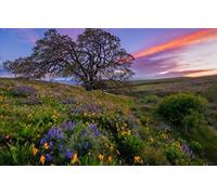 GLHUIOZ Puzzle 500 Piezas de Adultos y niños,Puzzle Adultos y niños,Rompecabezas difícil desafío Adulto Juego tivo Alivio del estrés Parque Estatal Columbia Hills,Estado de Washington,52x38cm