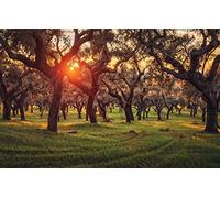 GLHUIOZ Puzzle de 500 Piezas,Puzzle para Adultos,Impossible Puzzle Colorido para Juegos,Árboles,Robles,Plantaciones,52x38cm