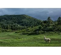 GLHUIOZ Puzzle Todos Estan Locos aquí,500 Piezas,Puzzle Adultos,Estados Unidos,Nuevo México,Lama,52x38cm