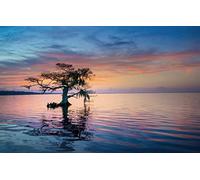 GLHUIOZ Puzzles para Adultos,Puzzle 500 Piezas,Obra de Arte de Juego de Adulto RompecabezasRompecabezas y Juego Familiar Florida,Estados Unidos,Lago Blue Cypress,52x38cm