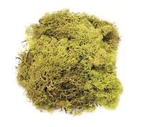 GLOREX 6 3803 605 - Moos, 50 g, Color Verde Claro