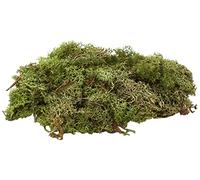 GLOREX 6 3803 606" Islandmoos Juguete, Verde