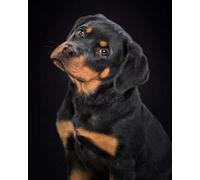 GLTEYACO 5D Diamond Painting Kit rottweiler Cuadros Artísticos en Lienzo Kit de Arte de Cristal para Adultos y Niños, Decoración de Pared 40x50 cm