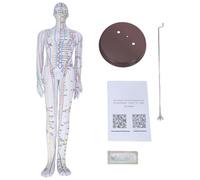 GMBYLBY Modelo de acupuntura numerado de 20.47 pulgadas para hombre/mujer con puntos chinos para enseñar y estudiar modelo de anatomía humana