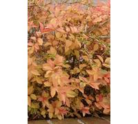 GOLDEN AUTUMN LEAVES Undated Weekly & Daily Organizer | Flexible Agenda for Work, Life & Goals, Planner Book for School Office and Home, Journal for Women & Men