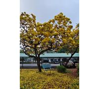 Golden Blossom Garden Notebook: 6 x 9 Inch Lined Journal, 120 Pages, Beautiful Yellow Flower Tree Cover for Writing and Daily Notes