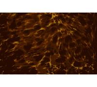 Golden Gate F-4113 - Golpeador para guitarra acústica