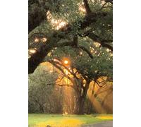 Golden Light: A Reflection Journal