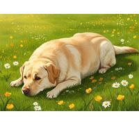 Golden Retriever 2000 Piece Jigsaw Puzzles for Adults, Colourful, Challenging & Brainteasing Adult Puzzles 2000 Pieces Animal, Fun jigsaws for The Whole Family 40x28 Inch