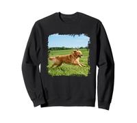 Golden Retriever Perro Corriendo Campo Abierto Soleado Escena Al Sudadera