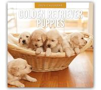 Golden Retriever Puppies 2026 Square Wall Calendar: Original Red Robin Publishing Ltd-Kalender [Mehrsprachig] [Kalender]