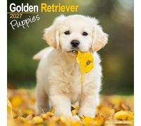 Golden Retriever Puppies 2027 Calendar | Square Wall Calendar | Puppy Gift | Plastic Free Packaging | by Avonside Publishing